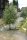 Korbweide - Hanfweide - Flechtweide - Salix viminalis 60-100 cm, Strauch im 3 Liter Container