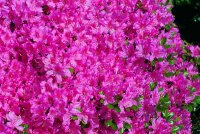 Rhododendron obtusum Diamant rosa - Japanische Azalee