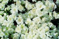 Rhododendron obtusum Eisprinzessin - Japanische Azalee