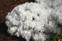 Japanische Azalee Feenkissen Rhododendron obtusum