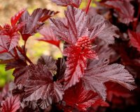 Blasenspiere Lady in Red Physocarpus opulifolius