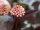 Blasenspiere Lady in Red Physocarpus opulifolius